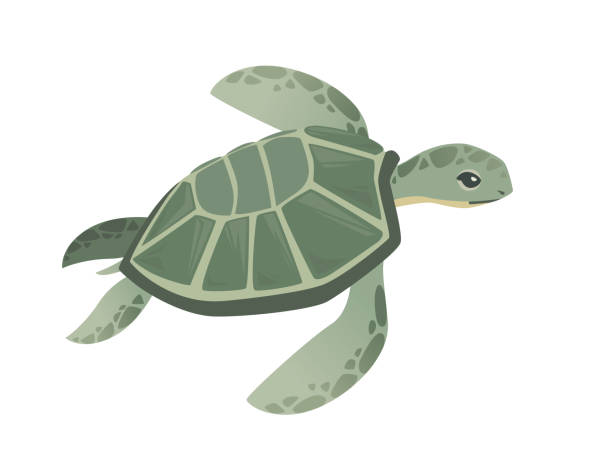 illustrazioni stock, clip art, cartoni animati e icone di tendenza di grande verde tartaruga marina cartone animato carino animale design tartaruga oceano nuoto in acqua piatta illustrazione vettoriale isolato su sfondo bianco - turtle