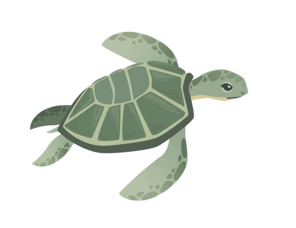 큰 녹색 바다 거북이 만화 귀여운 동물 디자인 바다 거북이 수영 물 플랫 벡터 일러스트 레이션 흰색 배경에 고립 - terrapin stock illustrations