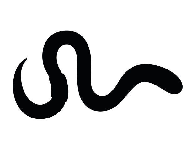 ilustraciones, imágenes clip art, dibujos animados e iconos de stock de silueta negra lombriz de tierra arrastrando gusano de dibujos animados diseño ilustración vectorial plana aislada sobre fondo blanco - fishing worm