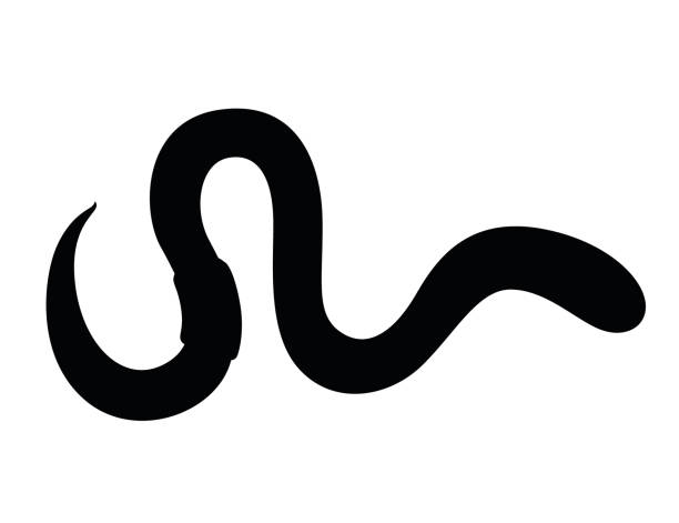 Black silhouette earthworm crawling cartoon worm design flat vector illustration isolated on white background Black silhouette earthworm crawling cartoon worm design flat vector illustration isolated on white background. cartoon fishing hook stock illustrations