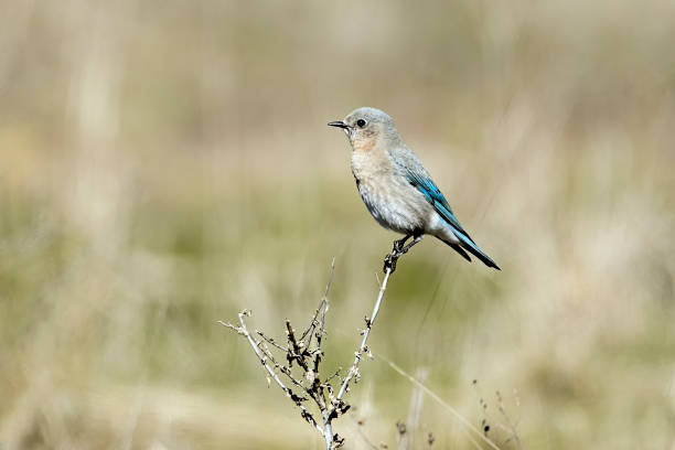 perfil lateral de la hembra de pájaro azul occidental. - idaho beautiful western usa usa fotografías e imágenes de stock