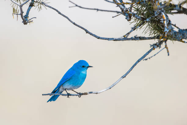 Pássaro azul da montanha empoleirado em galho. - foto de acervo