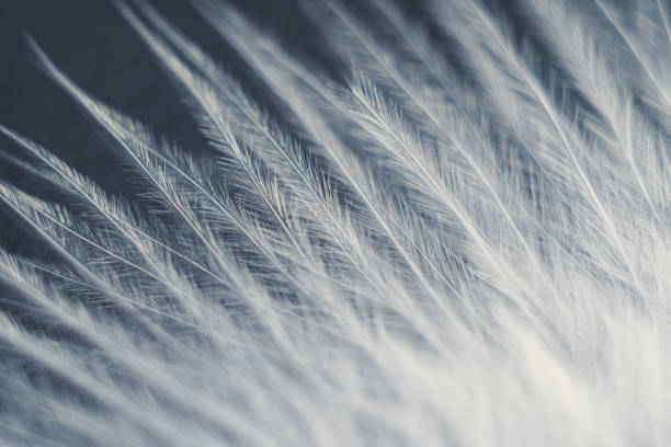 istock Closeup macro of white bird feather. Natural abstract texture 1219006113