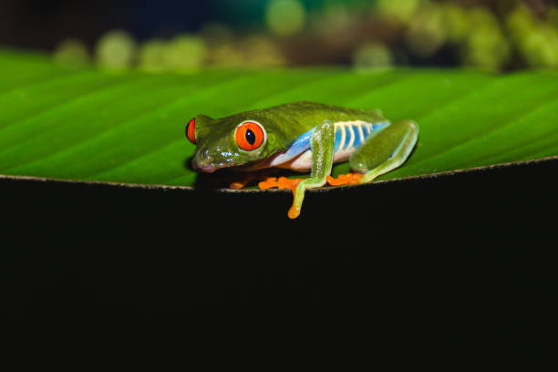 istock Red-eyed tree frog (Agalychnis callidryas) also called Gaudy leaf frog, Costa Rica 1219007588