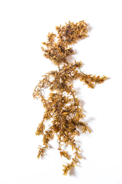Brown Sargassum Seaweed on White Background