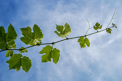 Young sprout of a grape-vine in the sunshine against the blue sky.