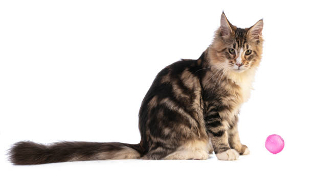 istock Young Maine coon sitting 1219010339