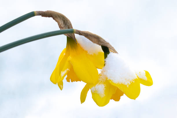 jonquilles dans la neige - flower winter narcissus daffodil yellow photos et images de collection