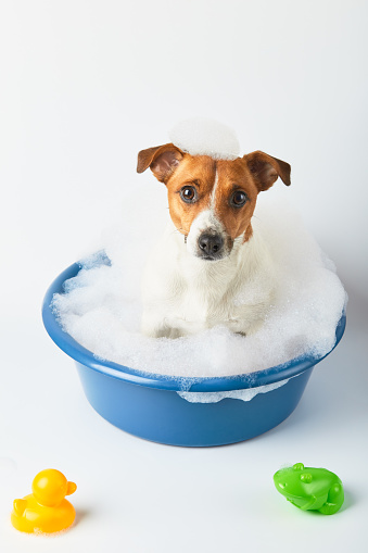 dog bathes in a basin with foam and toy ducks on a white background. Funny dog
