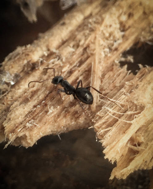 istock Black Carpenter Ant Causing Destruction To Wood In Home Residence 1219014051