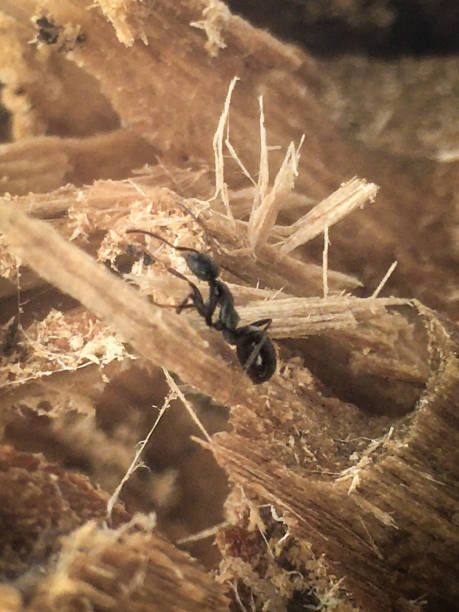 istock Black Carpenter Ant Causing Destruction To Wood In Home Residence 1219015514