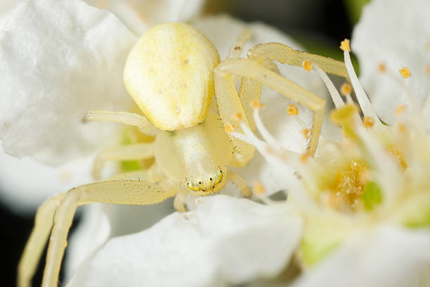 istock Goldenrod crab spider (Misumena vatia) camouflaged 121901587