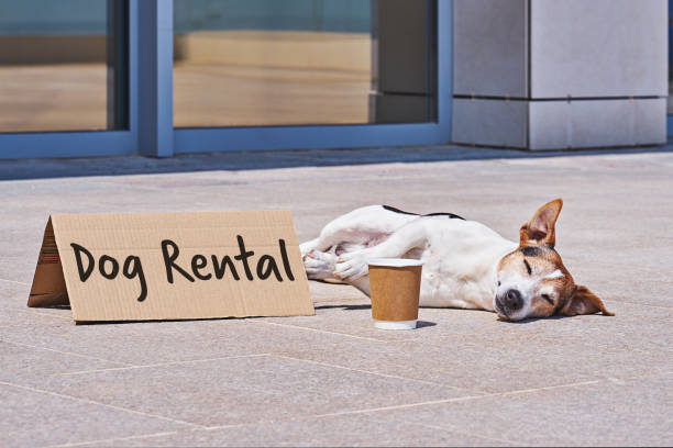 istock DOG RENTAL for walk during coronavirus quarantine 1219015908