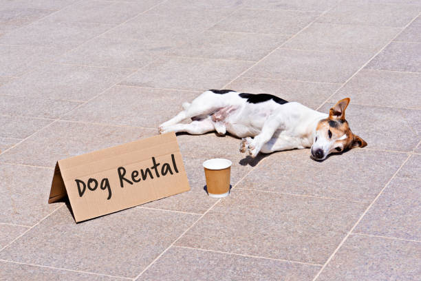 istock DOG RENTAL for walk during coronavirus quarantine 1219015912