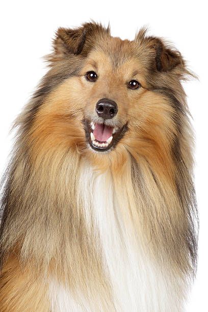 istock Shetland sheepdog on a white background 121901600