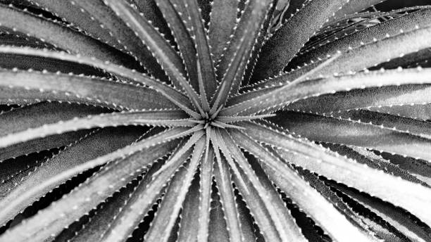 Cactaceae Some sort of a Cactus, interesting top point of view, Black & White, Montreal Botanical Garden, Canada. agave plant photos stock pictures, royalty-free photos & images