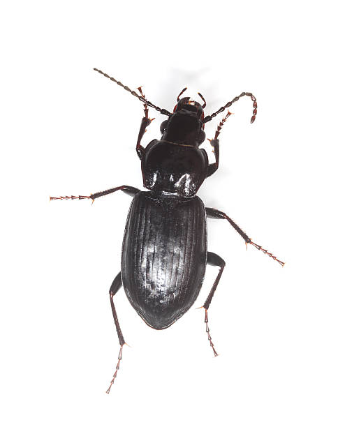 istock Ground beetle isolated on white background, macro photo 121901641