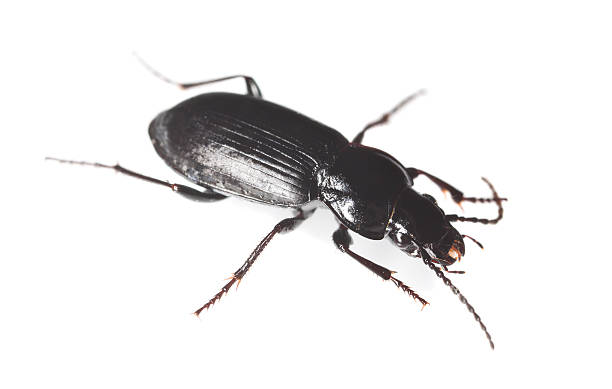 istock Ground beetle isolated on white background, macro photo 121901645