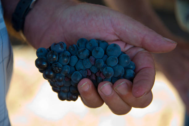 istock red grapes for wine production, south africa 1219017575