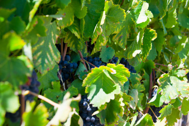 istock ripe red grapes and leaves on vine before harvest 1219018892