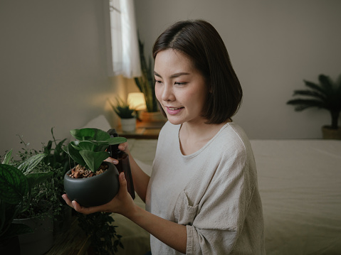 Young asian female gardener examining the cactus pot plant in bedroom at apartment.