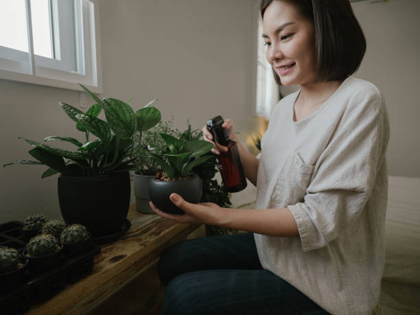 istock Young woman arranging the cactus pot plant 1219020258