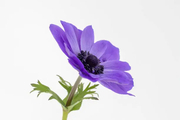 Closeup image of a blue Anemone coronaria De Caen 'Mr Fokker' flower against a white background