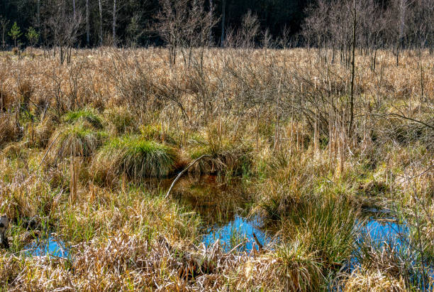 istock The Papenluch swamp at Briesetal, Birkenwerder 1219020413