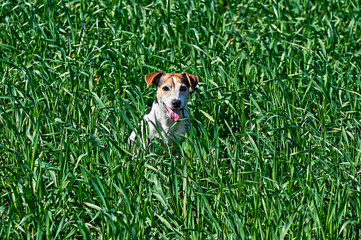 Cute puppy sits in tall green grass. Playful red and white dog jack russell play on farm meadow with copy space