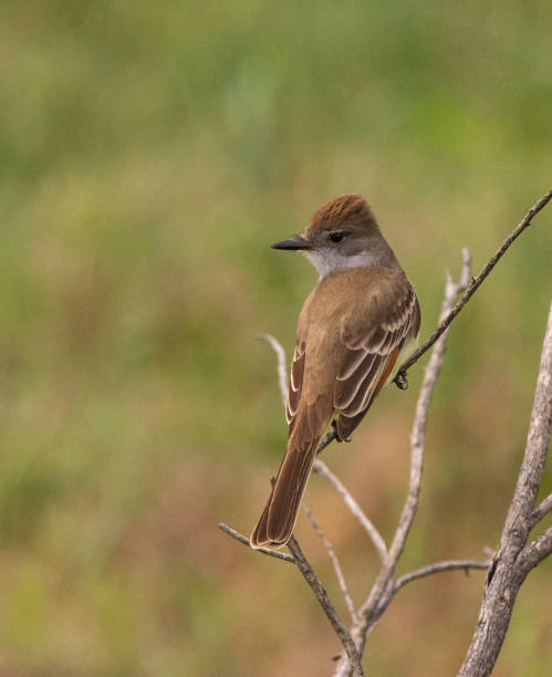 flycatcher à gorge de frêne - ash throated flycatcher photos et images de collection