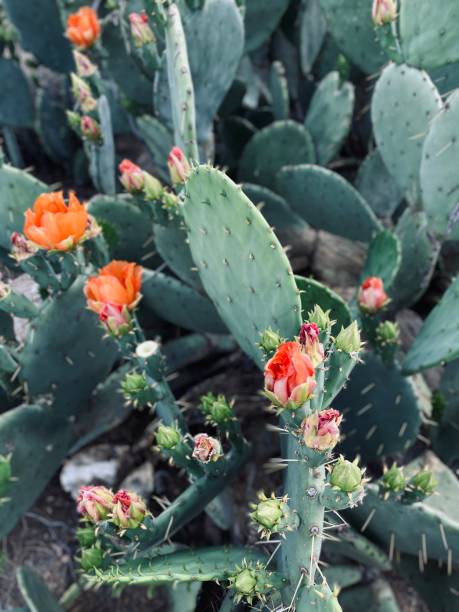istock Cactus Blooms in Arizona 1219022274