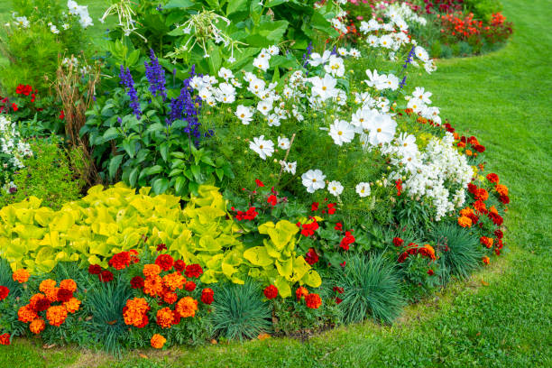 Beautiful flowerbed with Marigold and Cosmos flowers. .