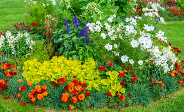 istock French Marigold and White Cosmos flowerbed 1219022535