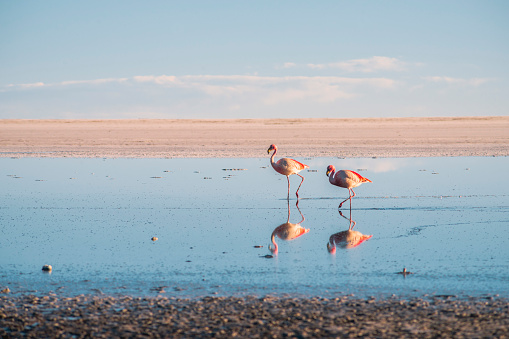 two pink flamingos walk by salt flats at Salar de Uyuni, Bolivia