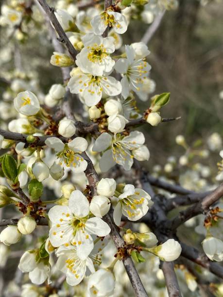 istock Spring branch of bud on branch of spring 1219023840