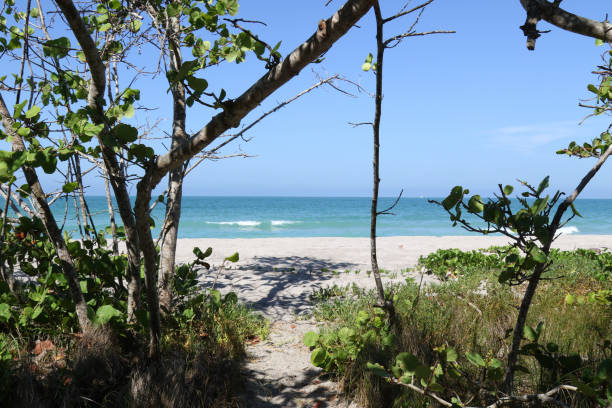 istock A view through the trees and bushes at Stump Pass Beach State Park, Florida, USA 1219023862