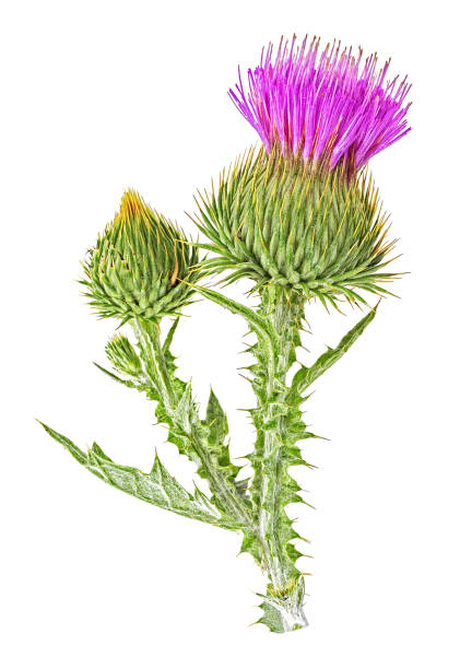 istock Thistle flowers isolated on a white background, top view. 1219023923