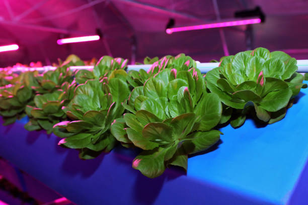 wachsende pflanzen aeroponik. einzigartige produktion von grün und pflanzen. aeroponic system in der anlagenproduktion. eine innovative methode, um pflanzen ein ganzes jahr zu züchten. gewächshäuser für den anbau von pflanzen im winter. tropfenbew�äss - greenhouse plant nursery plant lighting equipment stock-fotos und bilder