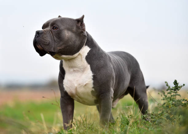 grande cane bullo americano - pets grass scenics dog foto e immagini stock
