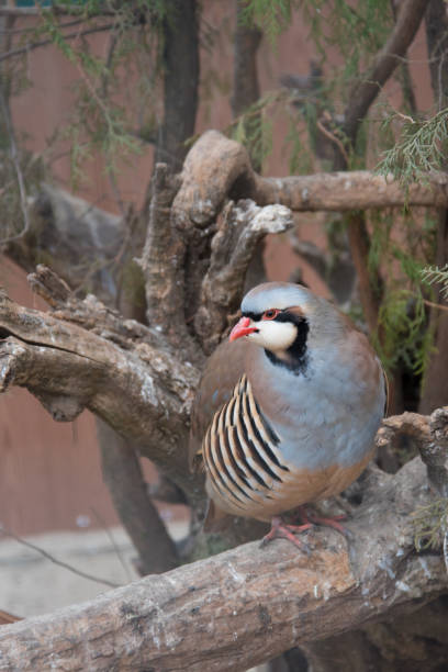 istock Keklik, a bird sitting on the branches, close-up. vertical format 1219024869