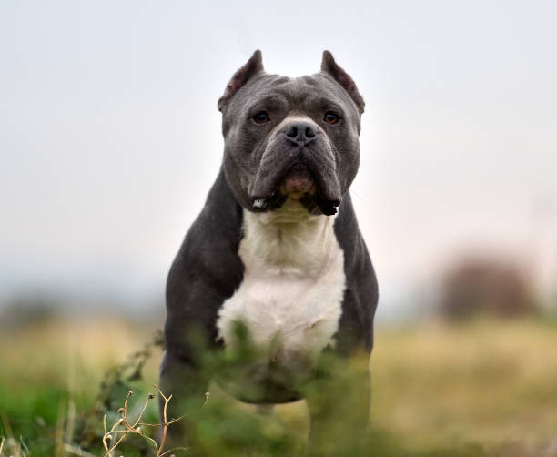 Strong american bully dog Strong american bully dog pit bull power stock pictures, royalty-free photos & images