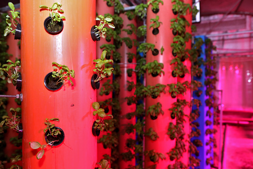 Growing plants aeroponics. Unique production of greenery and plants. Aeroponic system in plant production. An innovative method of growing plants a round year. Greenhouses for growing plants in winter. Drop watering plants.