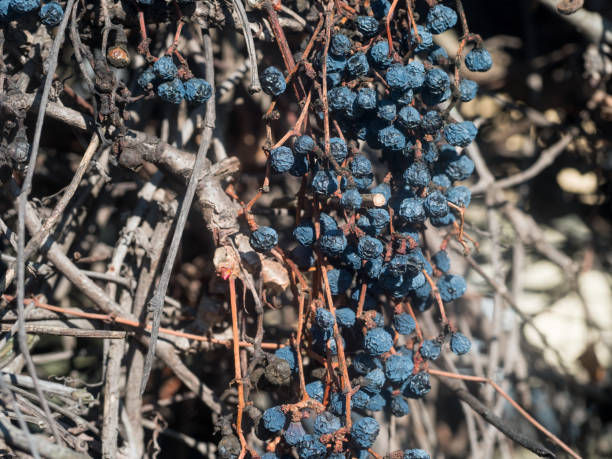 istock Dried berries of wild wine on a wall. 1219026662