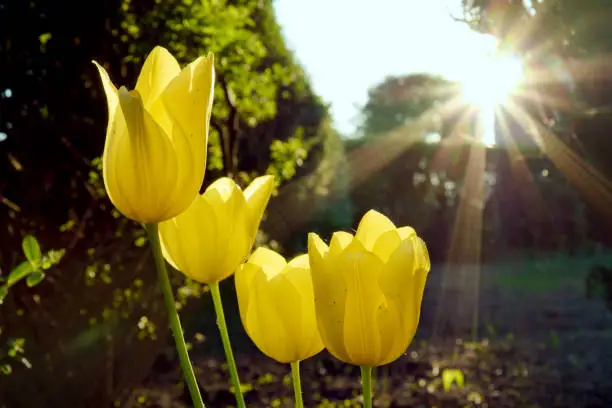 Four yellow tulips in garden, highlighted by the afternoon sun shining from behind