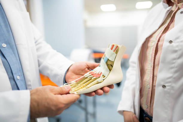 Two doctors discuss the anatomy of the human foot Two doctors discuss the anatomy of the human foot. They look at the foot skeleton model. orthopedics stock pictures, royalty-free photos & images