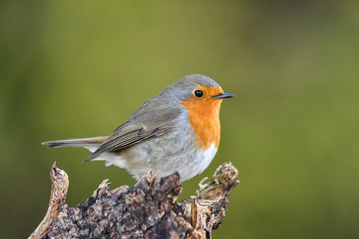 Robin on a root