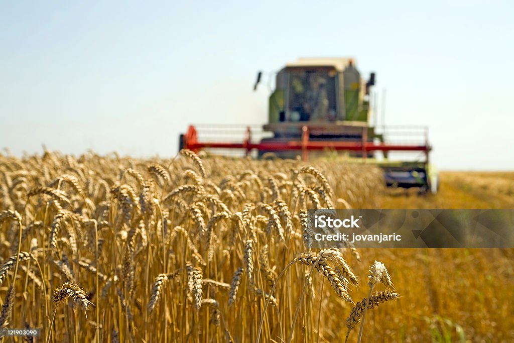 Weizen Ernte - Lizenzfrei Landwirtschaft Stock-Foto