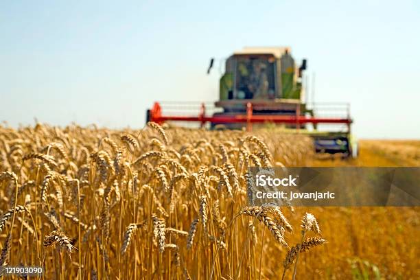 Weizen Ernte Stockfoto und mehr Bilder von Landwirtschaft - Landwirtschaft, Maschinenteil - Ausrüstung und Geräte, Wärme