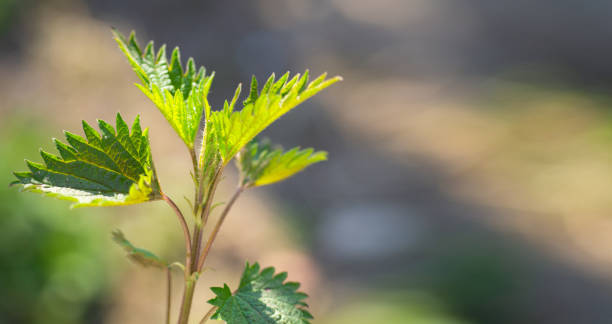 istock Medicinal herbs or food herbs. Young nettle or common nettle. 1219031214