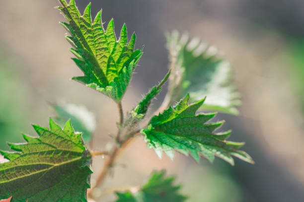 istock Medicinal herbs or food herbs. Young nettle or common nettle. 1219031235